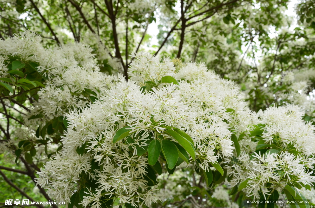 流苏树花