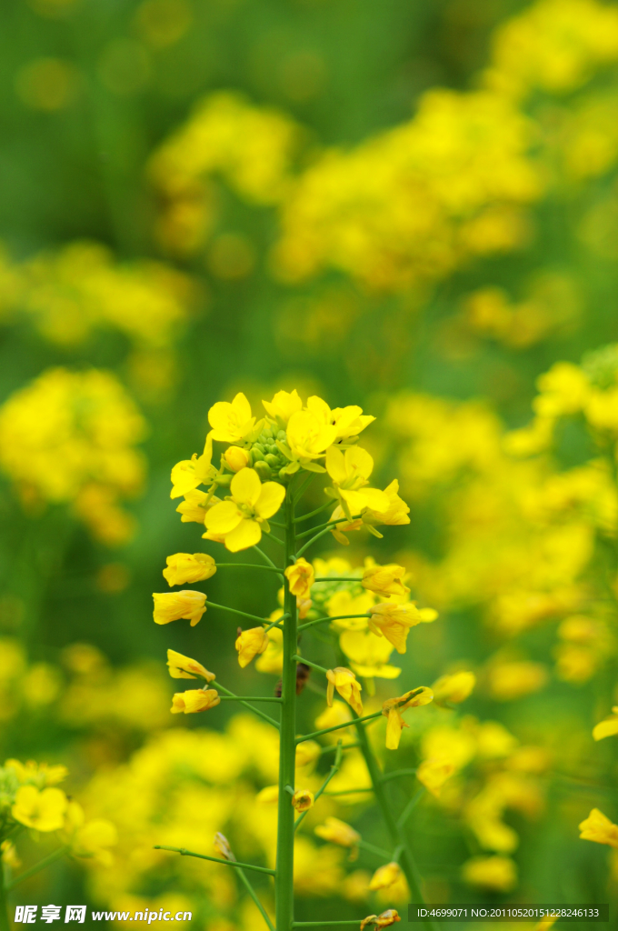 油菜花