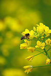 油菜花 蜜蜂