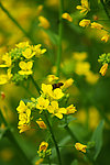 油菜花