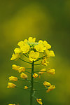 油菜花