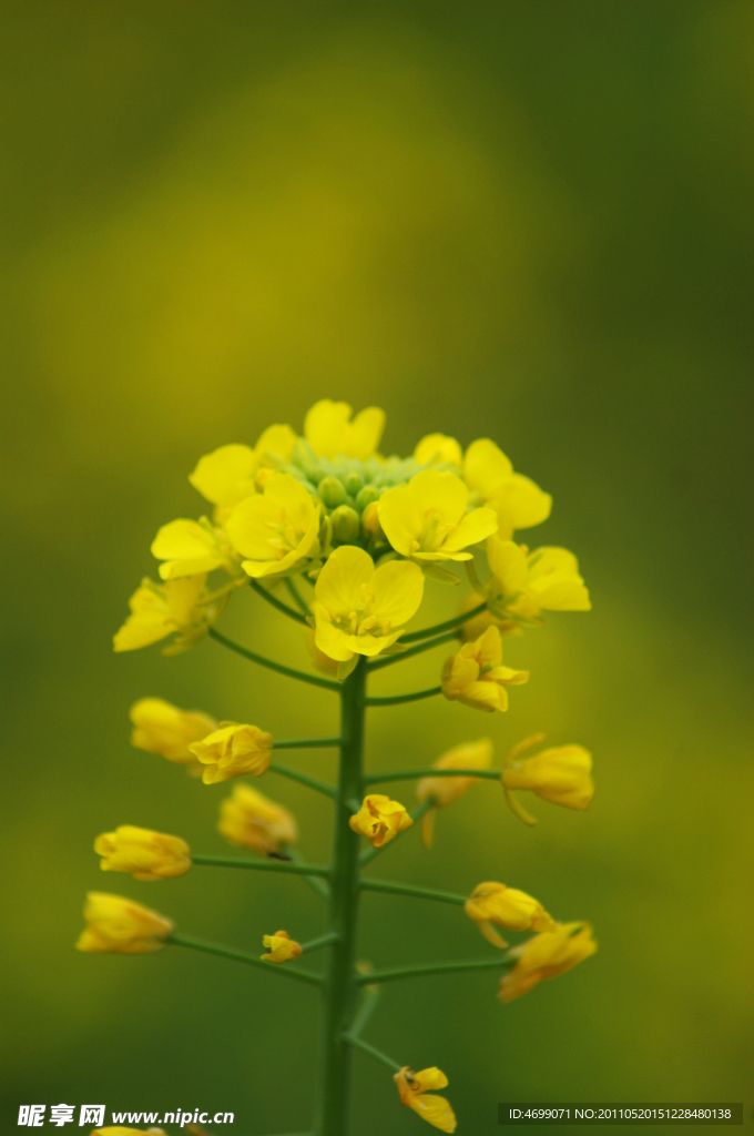 油菜花