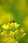 油菜花 蜜蜂