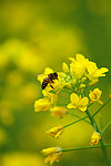 油菜花 蜜蜂