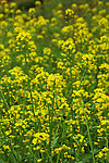 油菜花