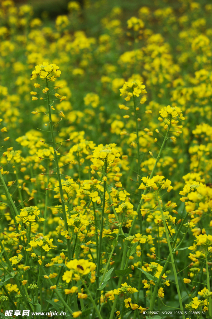 油菜花