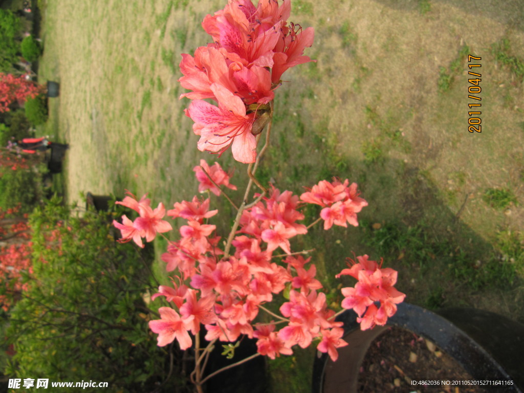 杜鹃花