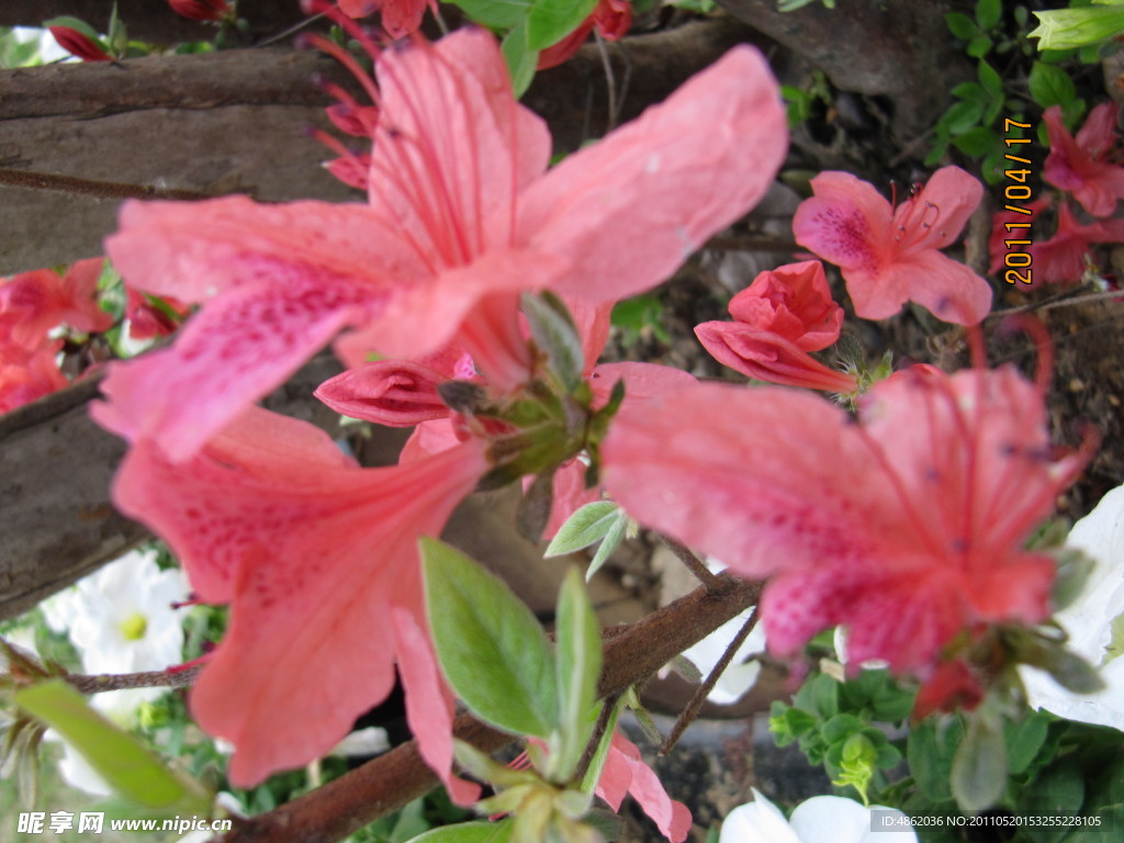 杜鹃花