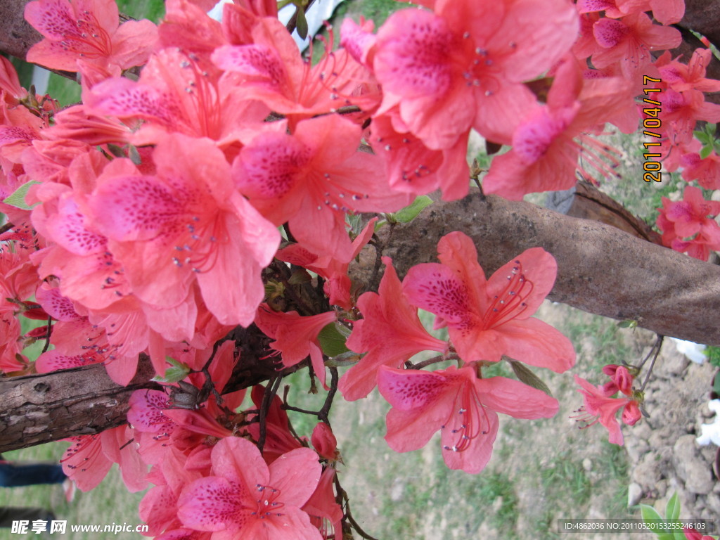 杜鹃花