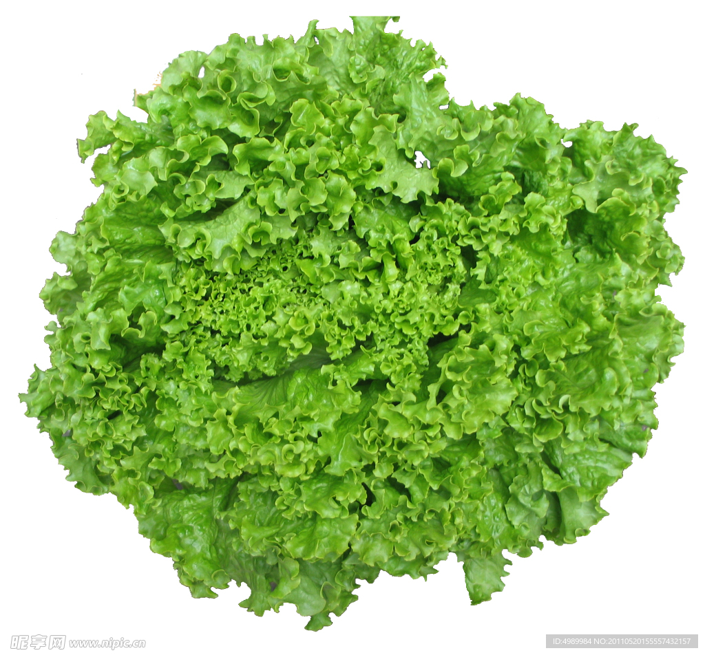 生菜