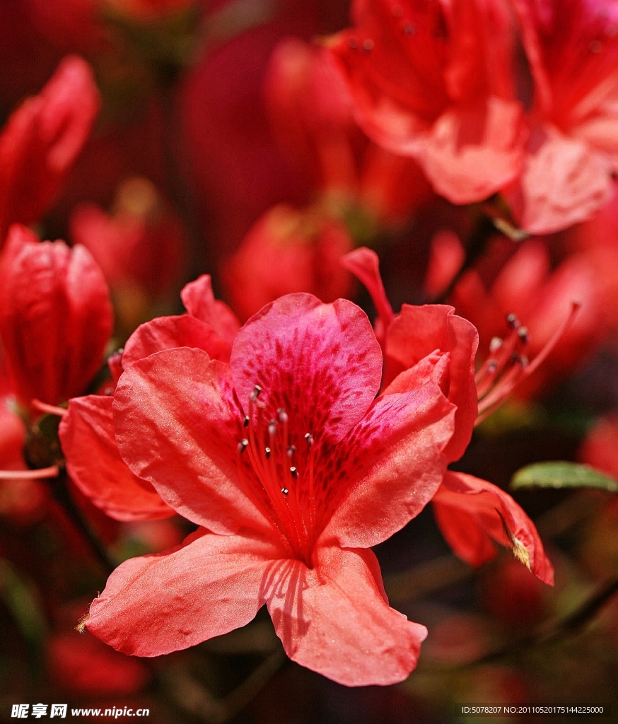杜鹃花