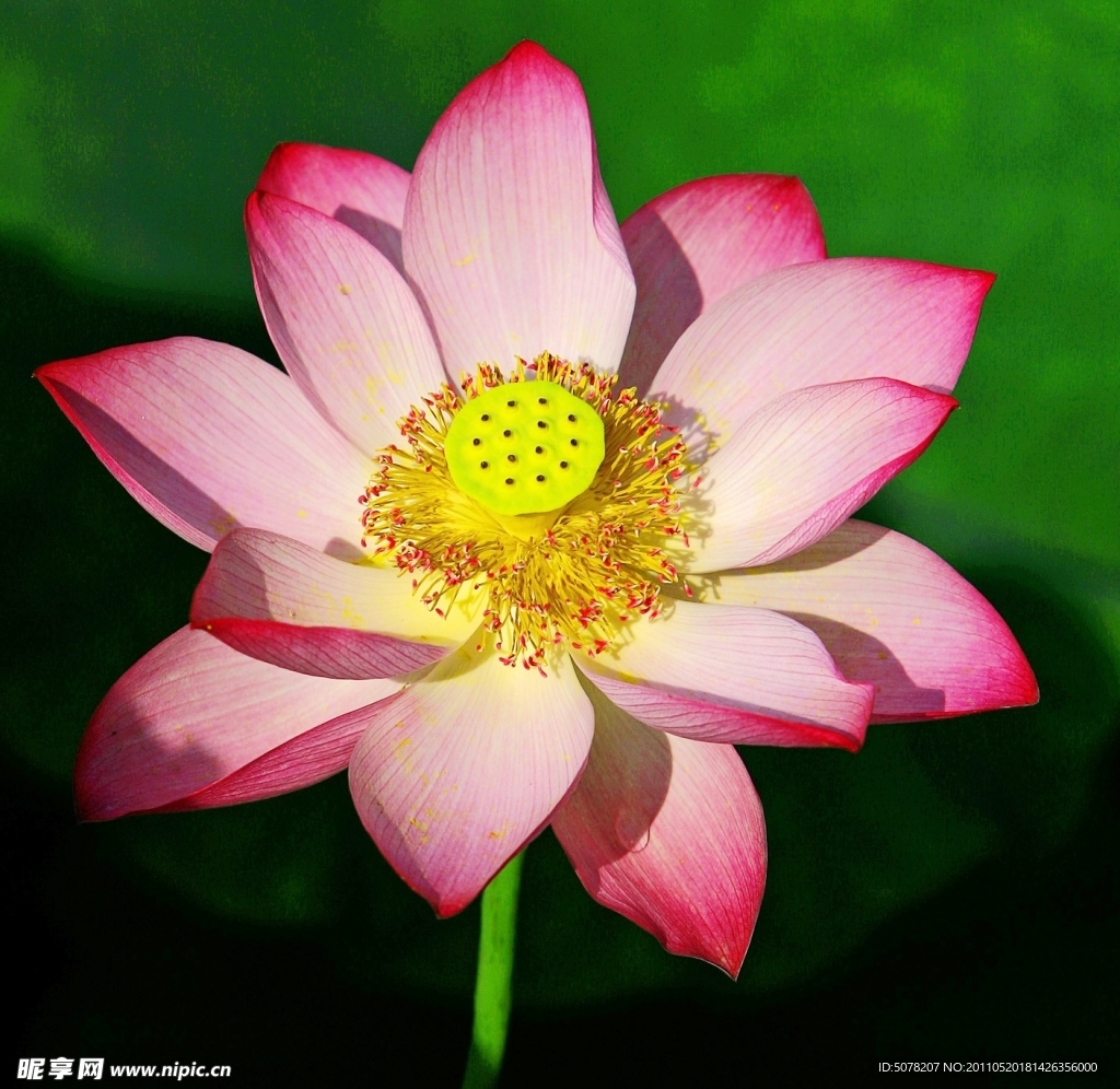 荷花