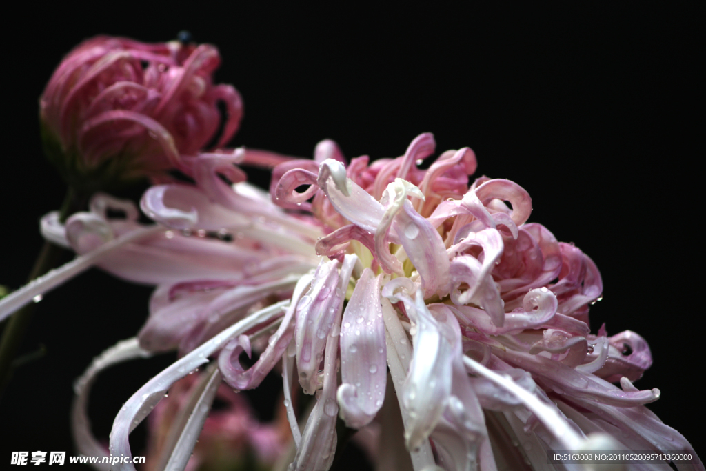 菊花 秋菊 菊花图片