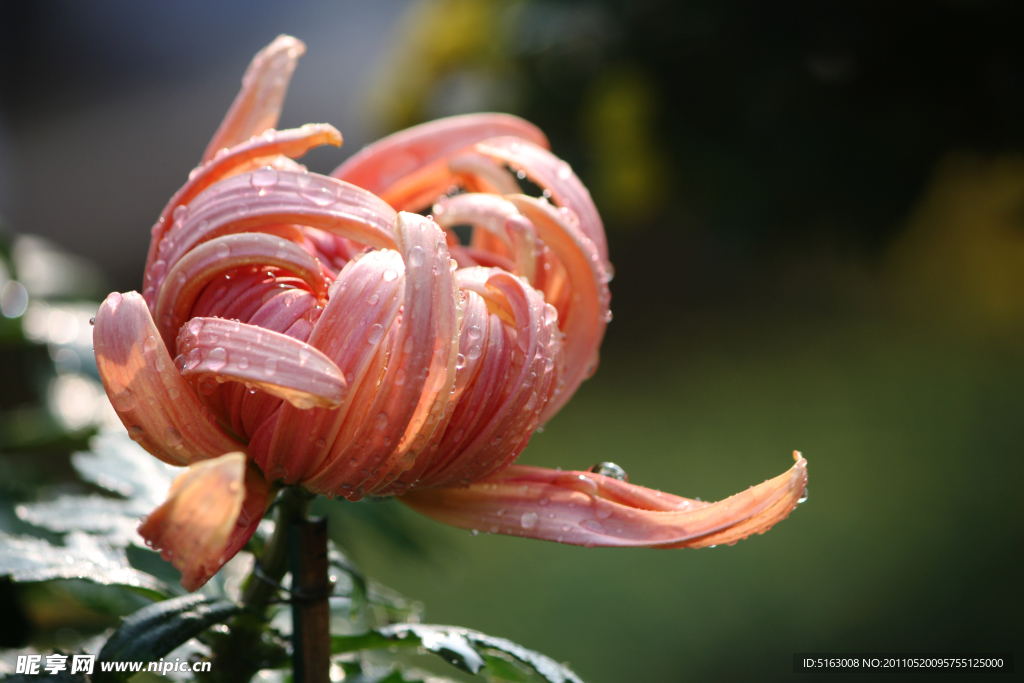 菊花 秋菊 菊花图片