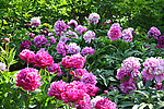 花草 月季