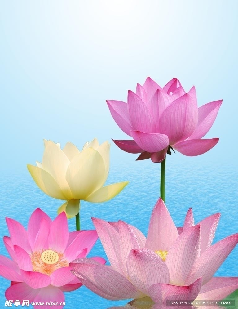 荷花素材