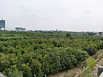 桂花树