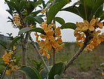桂花