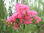 红色的花朵