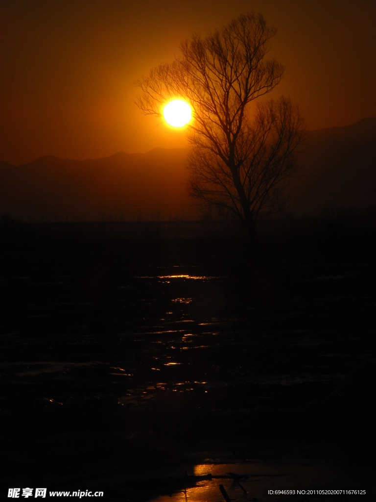 夕阳下的孤树