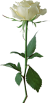 精美月季花