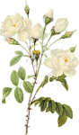 精美月季花