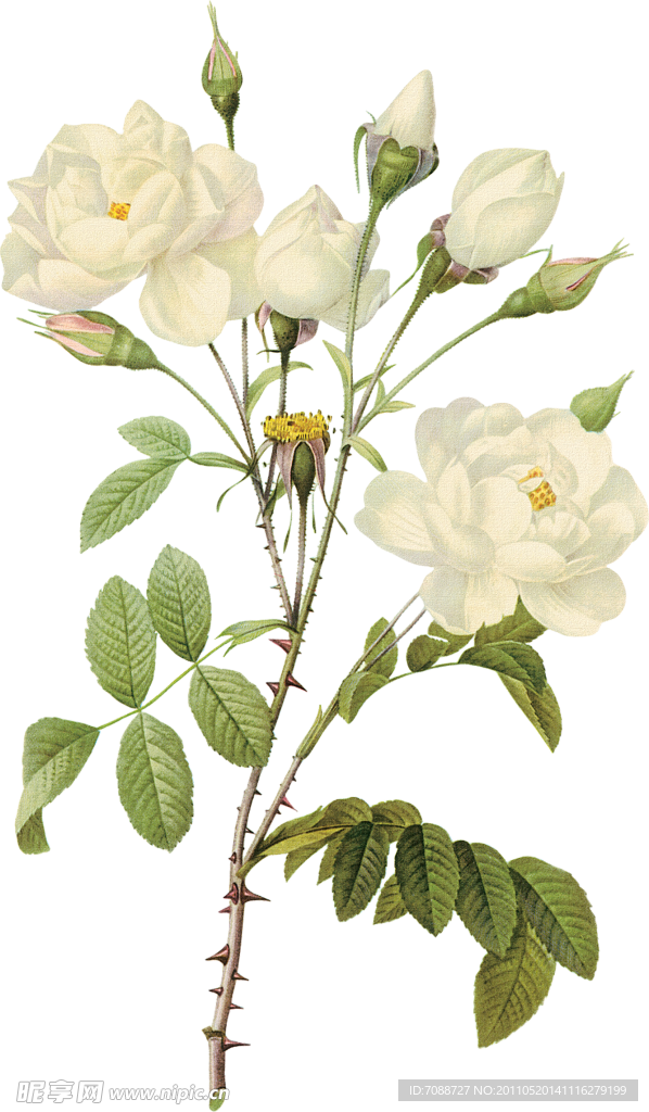 精美月季花
