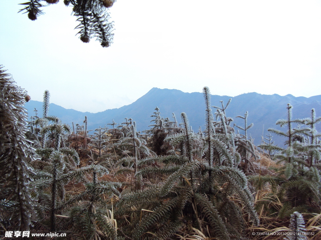 结冰杉树与远山