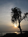 夕阳中的柳