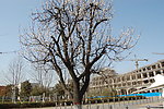 古老杏树