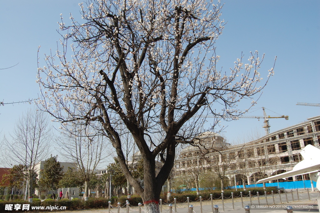古老杏树