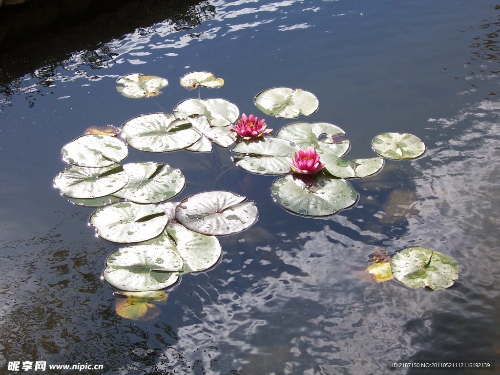 花叶