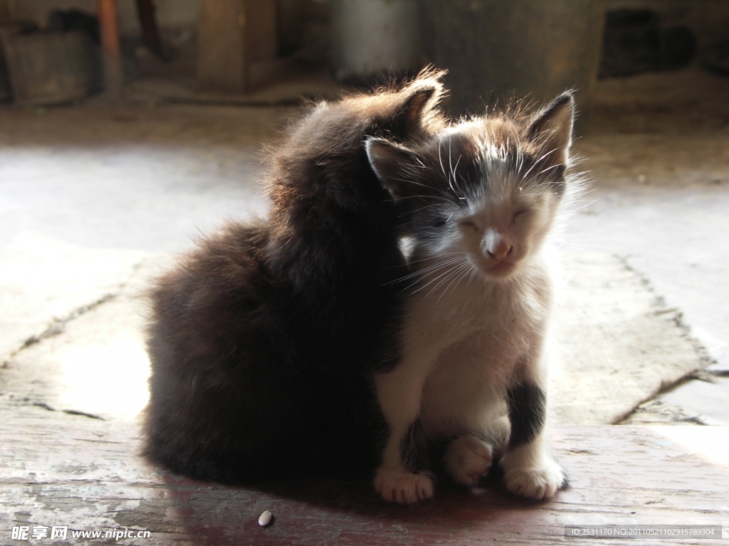 猫咪