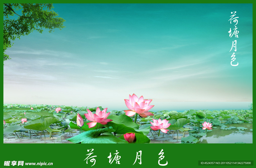 荷花