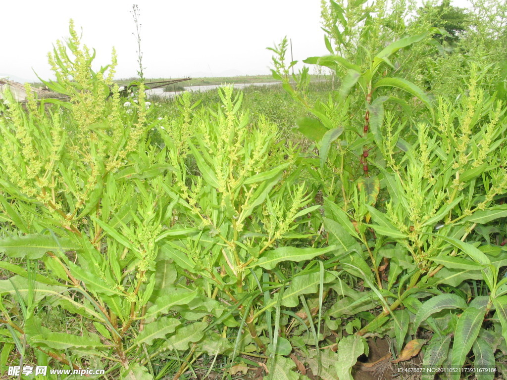 野草闲花