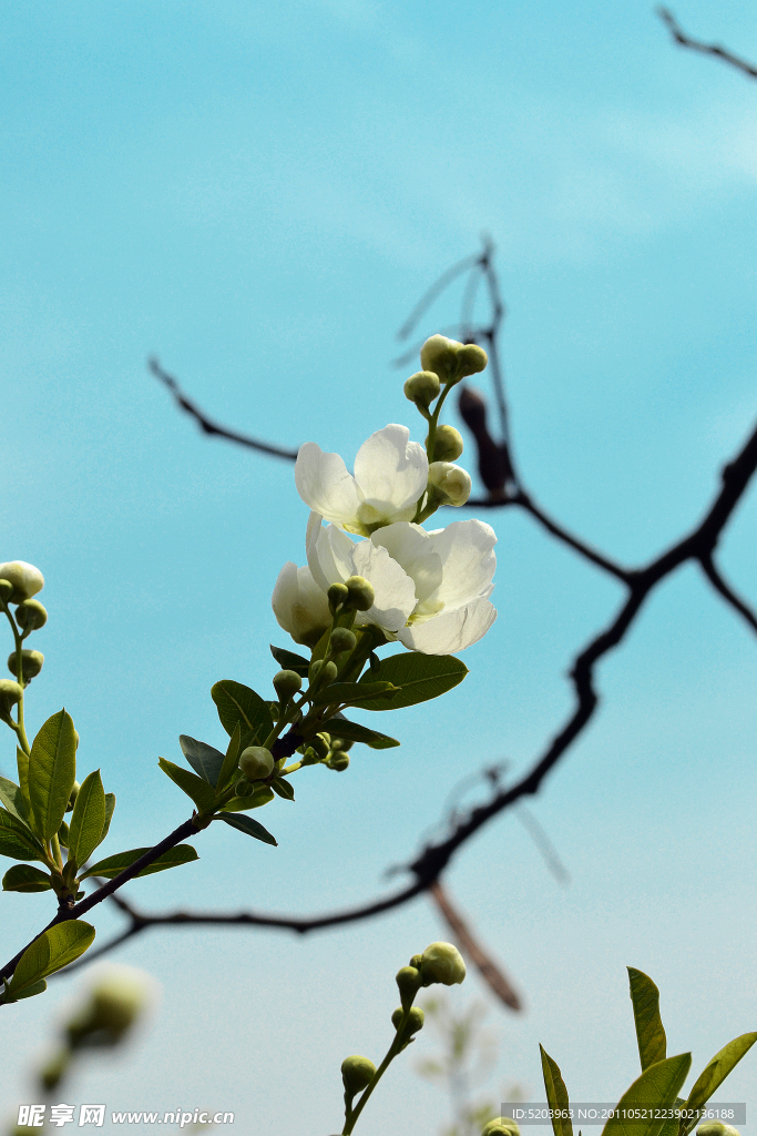 山茶花