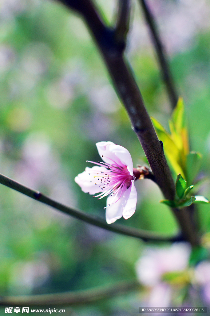 桃花