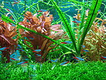 水族馆 热带鱼