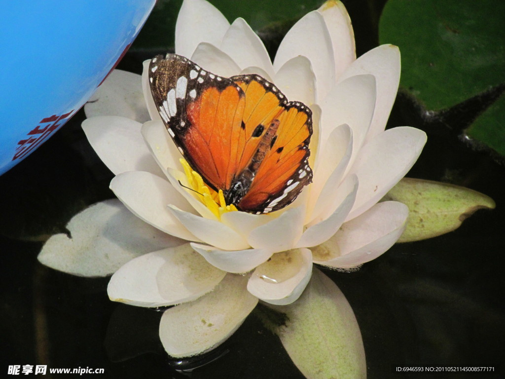 荷花上的花蝴蝶