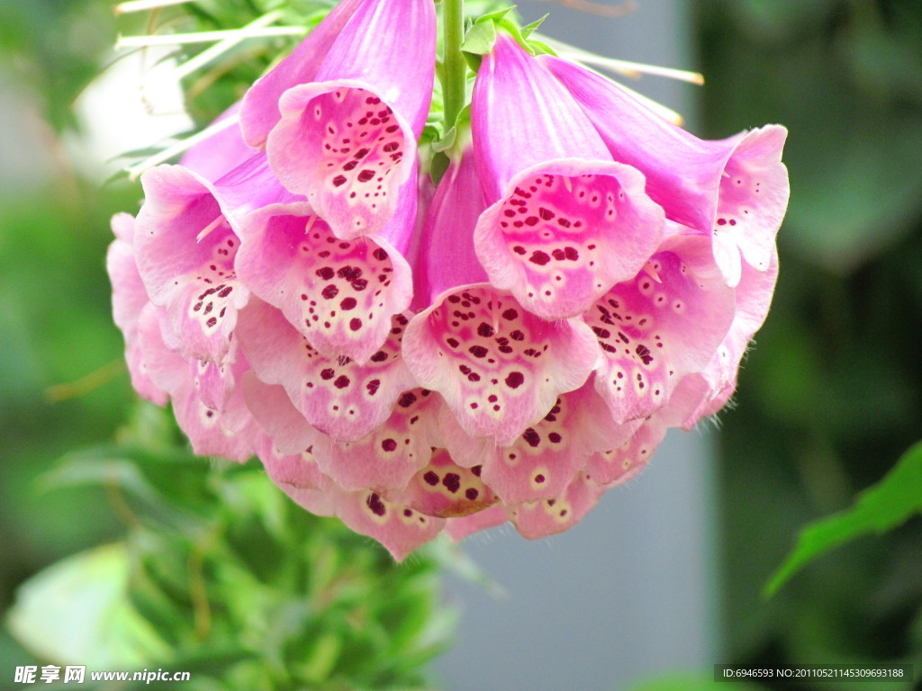 芝麻开花 节节高