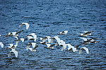 鹭群飞过湖面
