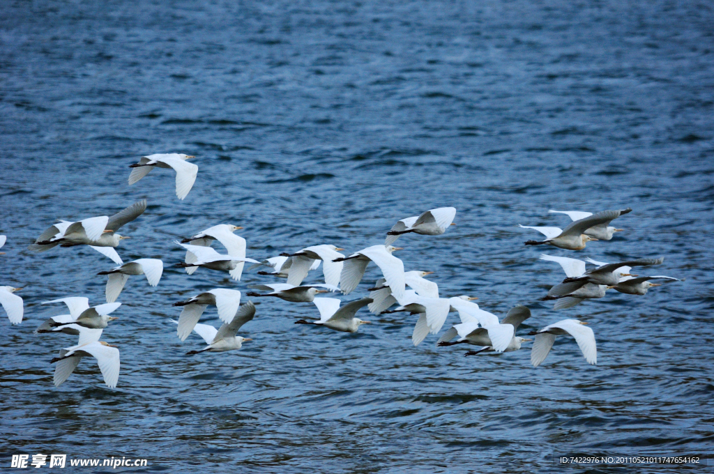 鹭群飞过湖面