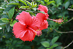 扶桑花