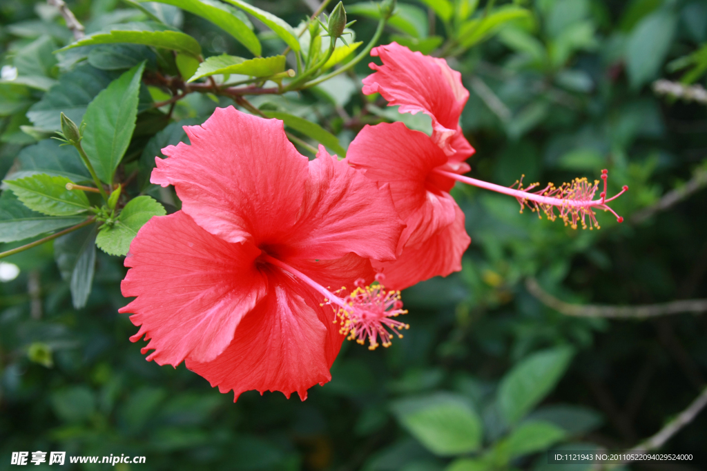 扶桑花