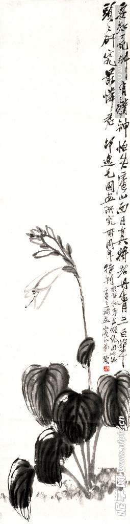 玉簪花