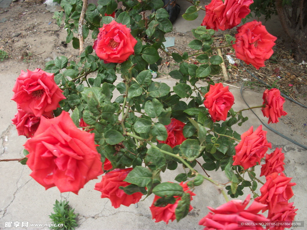 月季花