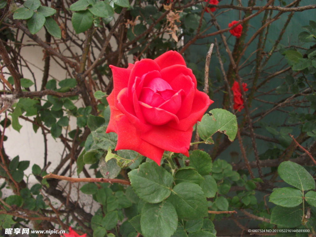 月季花