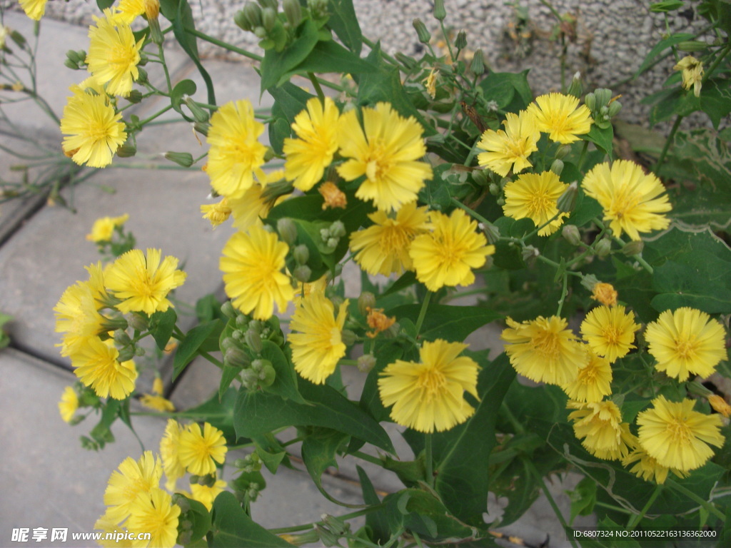 黄花