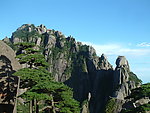松树