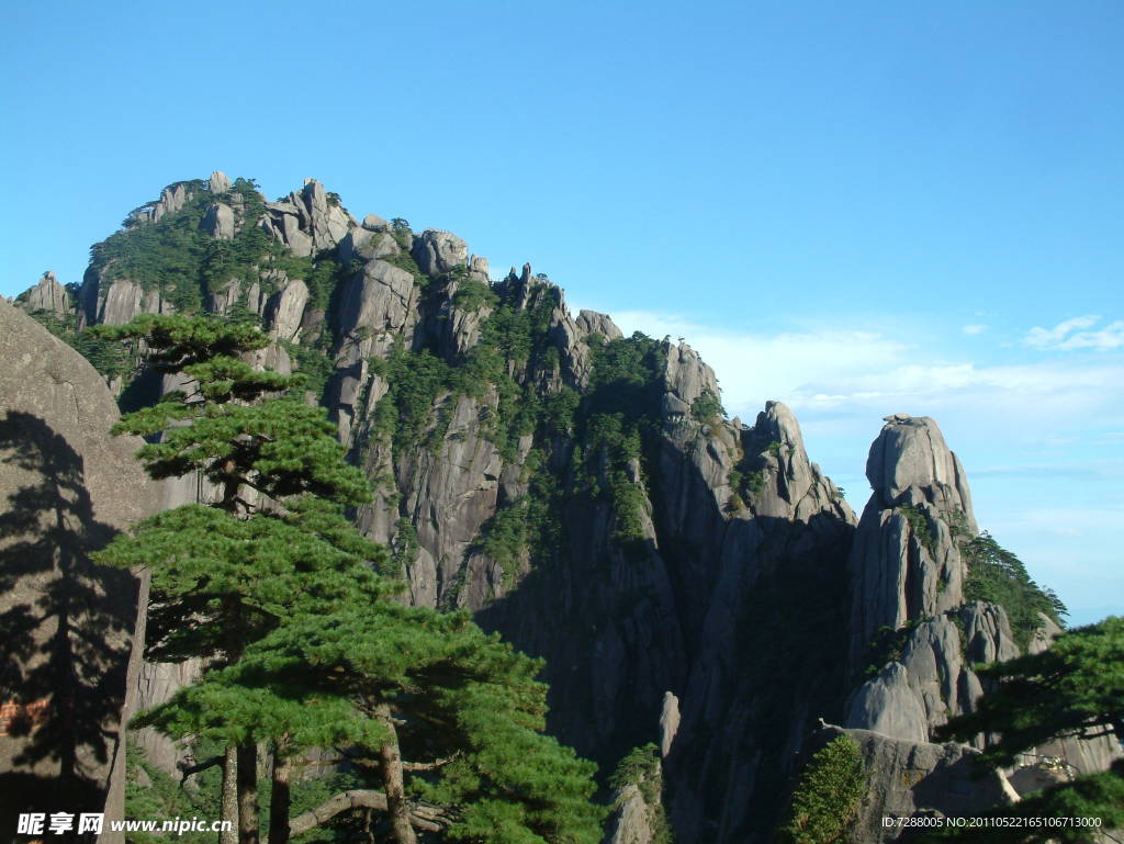 松树